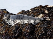 Grey Seal (Halichoerus grypus) on rock