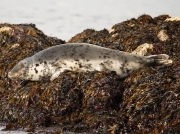 Grey Seal (Halichoerus grypus