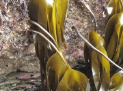 Oarweed (Laminaria digitata)