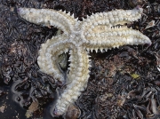 Spiny Starfish (Marthasterias glacialis)