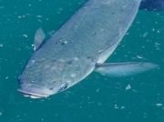 Thick-lipped Grey Mullet (Chelon labrosus) surface feeding in Falmouth Harbour