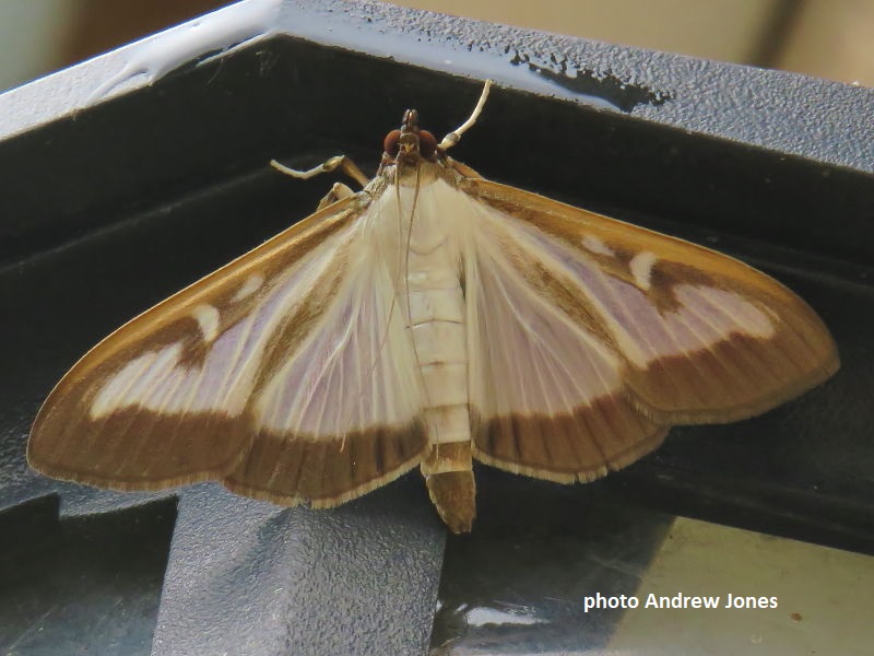 Box Moth ( Cydalima perspectalis)  photo Andrew Jones