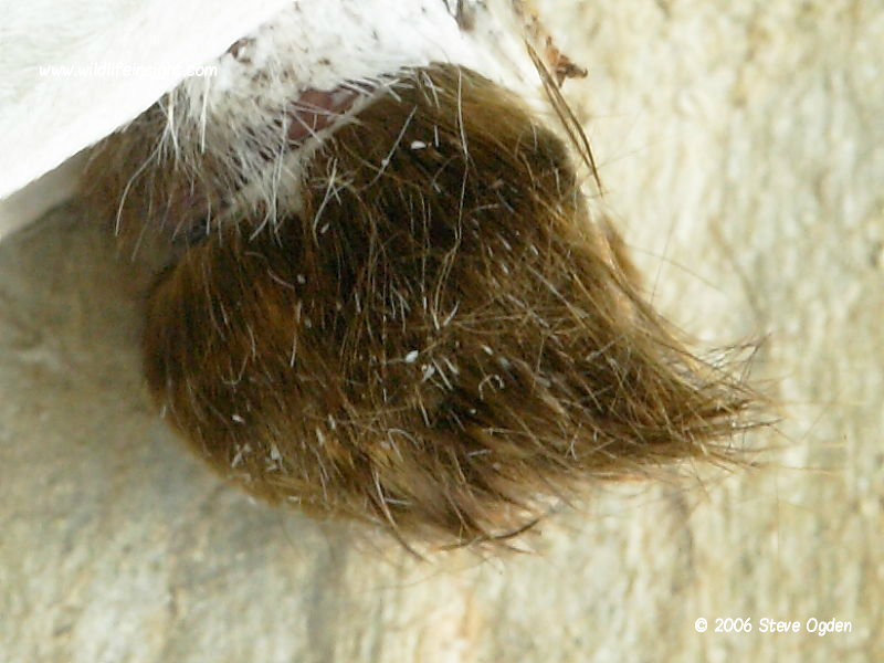 Brown hairy tip of Brown-tail moth tail (Euproctis chrysorrhoea) © 2006 Steve Ogden