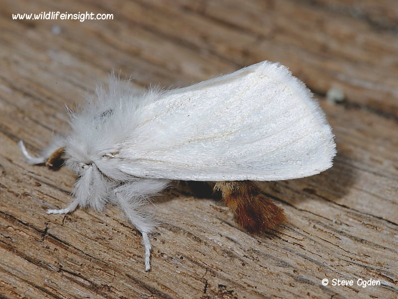 Brown-tail moth (Euproctis chrysorrhoea) showing tip of abdomen © steve ogden