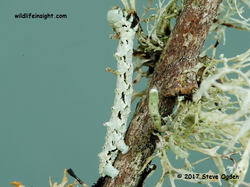 Brussels Lace caterpillar (Cleorodes lichenaria) 16 mm pale form © 2017 Steve Ogden