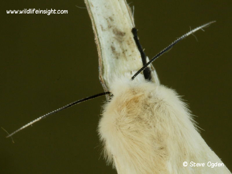 Female Buff Ermine moth antennae (Spilosoma luteum) © 2014 Steve Ogden