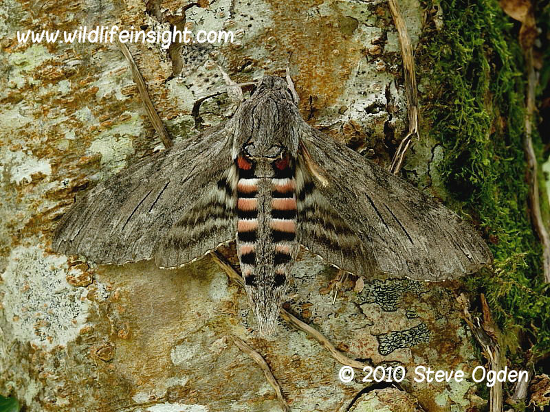 Convolvulus Hawkmoth (Agrius convolvuli) revealing underwings and abdomen © 2006 Steve Ogden