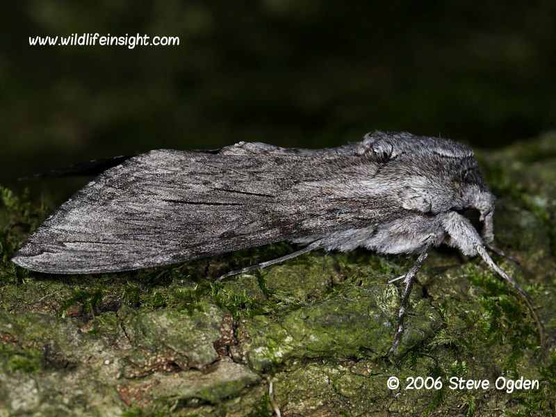 Convolvulus Hawkmoth resting © 2006 Steve Ogden