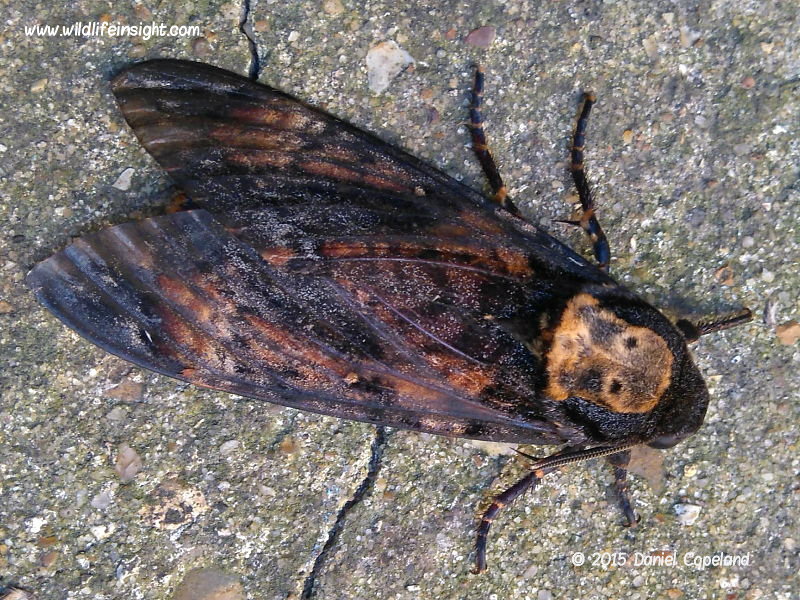 Death's Head Hawkmoth recorded in Southminster Essex by Daniel Copeland