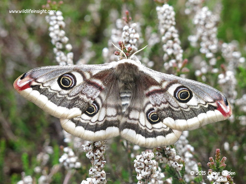 Female Emperor Moth (Saturnia pavonia) © 2015 Claire Ogden