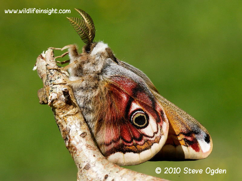 Emperor moth (Saturnia pavonia) male underside © 2010 Steve Ogden