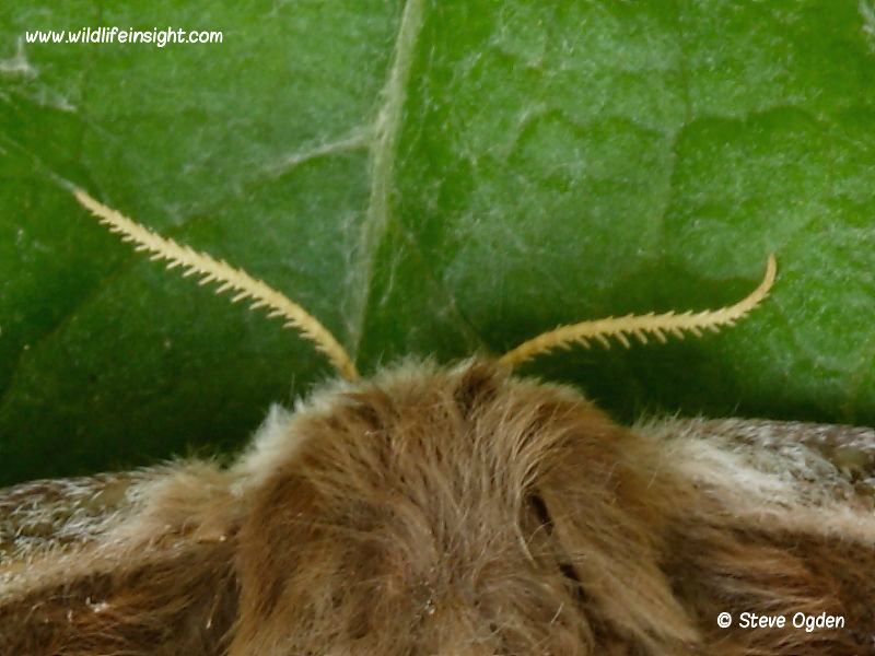 Female Emperor Moth antennae (Saturnia pavonia) © Steve Ogden 
