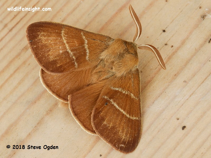 Fox Moth male (Macrothylacia rubi) attracted to light in Cornish garden © 2018 Steve Ogden