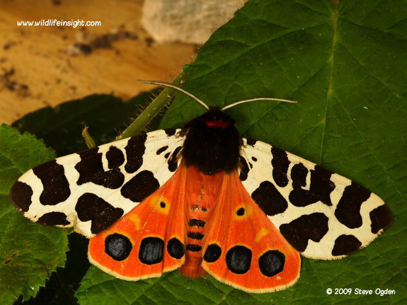 Garden Tiger (Arctia caja) moth © 2009 Steve Ogden