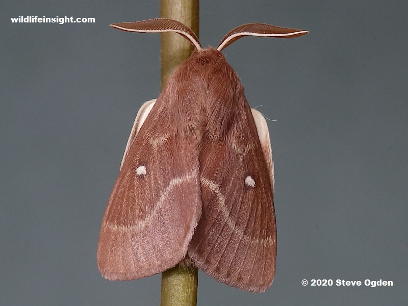 Male Grass Eggar Moth, Lasiocampa trifolii.
