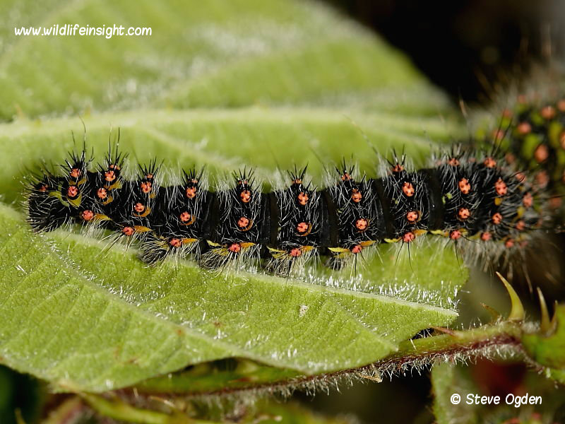 A dark form of half grown Emperor Moth larva (Saturnia pavonia) © 2014 Steve Ogden