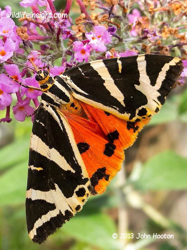Jersey-Tiger-Moth- photo-Euplagia quadripunctaria- John Hooton