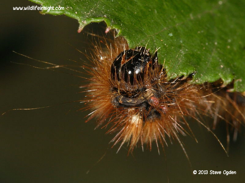 The Knot Grass caterpillar feeding (Acronicta rumicis) © 2013 Steve Ogden 