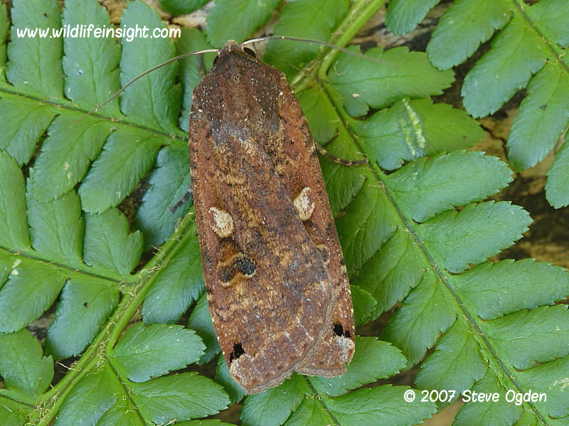 Large Yellow Underwing moth (Noctua pronuba) © 2007 Steve Ogden