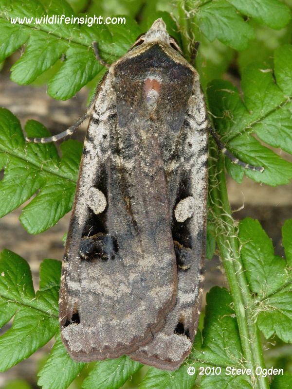 Large Yellow Underwing moth Noctua pronuba worn dark form © 2010 Steve Ogden