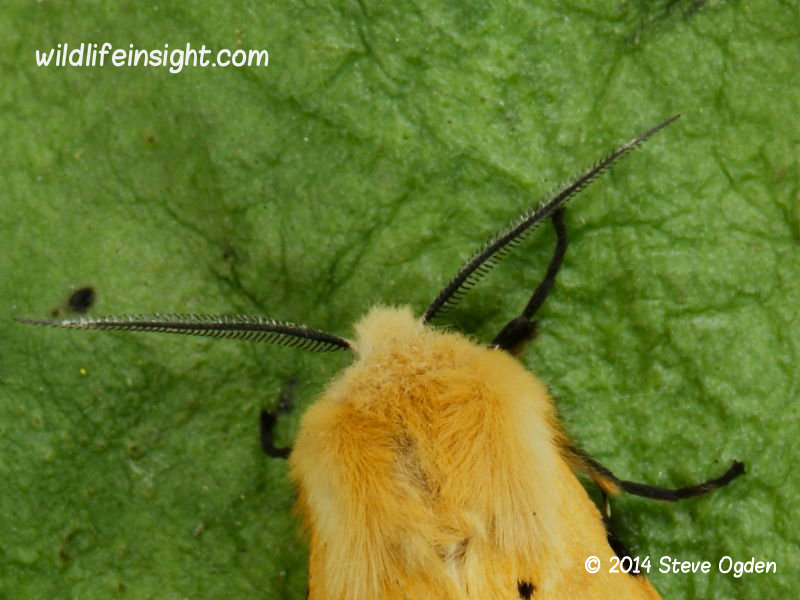 Male Buff Ermine moth antennae © 2014 Steve Ogden
