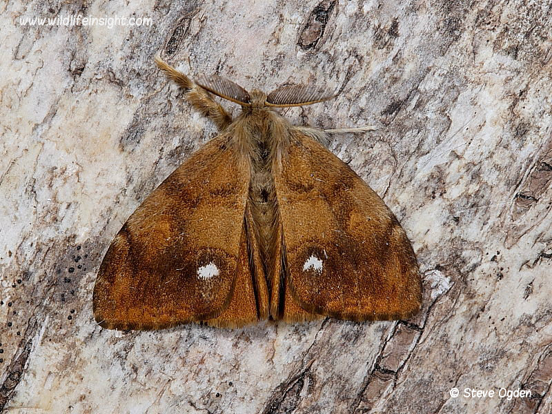 The Vapourer Moth (Orgyia antiqua) male attracted to light © 2006 Steve Ogden