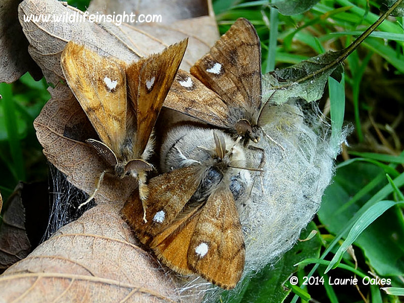 Male Vapourer Moths attracted to the pheromones given off by a female - photo Laurie Oakes.