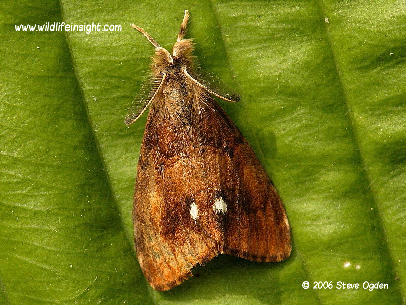 The Vapourer Caterpillar And Moth Moth Orgyia Antigua the-vapourer-caterpillar-and-moth-moth-orgyia-antigua
