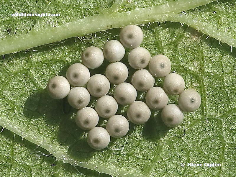 Eggs of a Pale Tussock moth (Calliteara pudibunda) - photo Steve Ogden