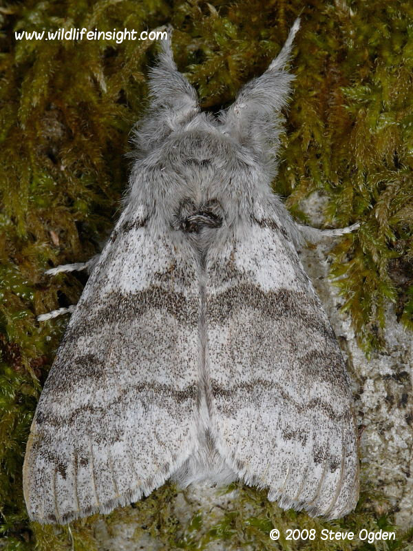Male Pale Tussock (Calliteara pudibunda) moth - photo Steve Ogden