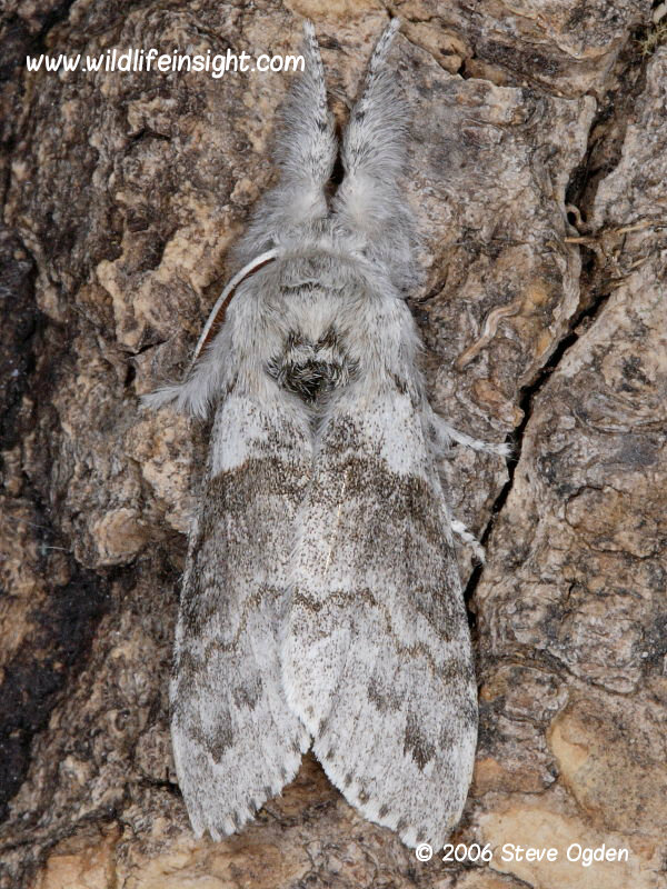 Pale Tussock moth in characteristic resting posture on a tree trunk © 2006 Steve Ogden