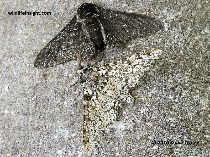 Peppered Moths  (Biston betularia) dark and pale forms © 2010 Steve Ogden