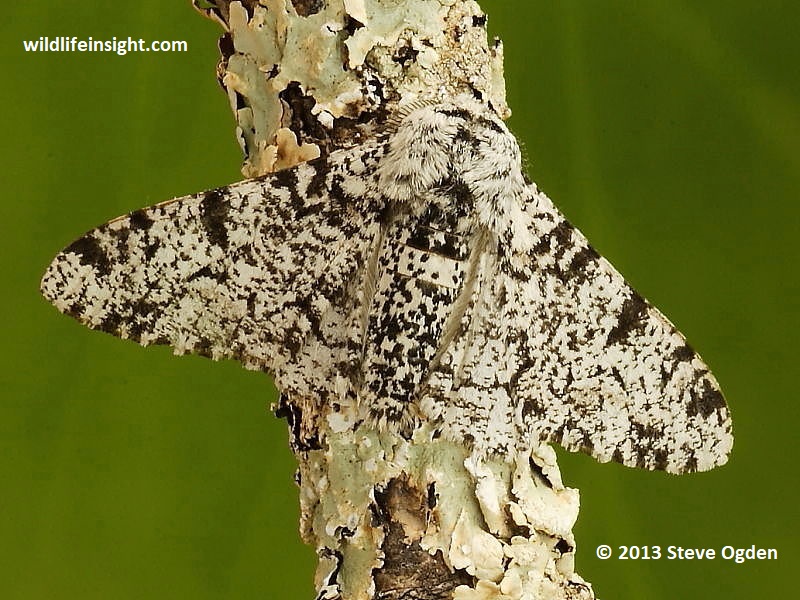 Peppered Moth (Biston betularia) © 2013  Steve Ogden