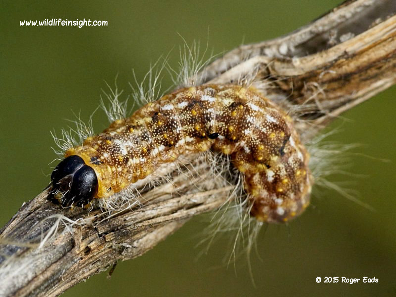 Poplar Grey caterpillar (Acatecronicta megacephala) © 2015 Roger Eads