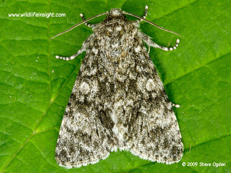 Poplar Grey moth (Acatecronicta megacephala) © 2009 Steve Ogden