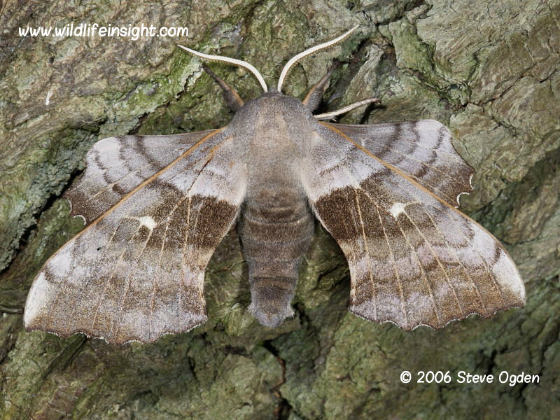 Poplar Hawk-moth (Laothoe populi) © 2006 Steve Ogden