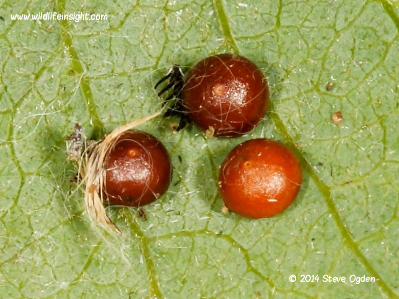 Puss Moth eggs (Cerura vinula) © 2014 Steve Ogden