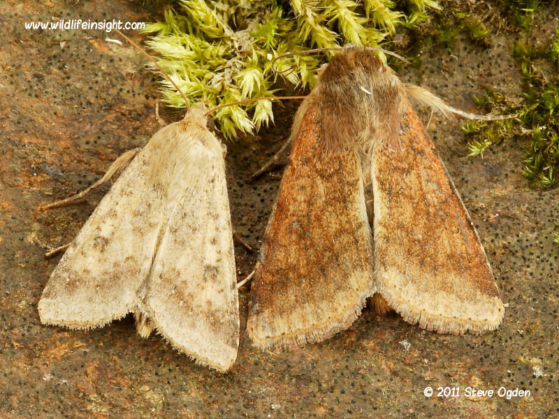 Scarce Bordered Straw moths showing size and colour variations - attracted to light in Cornwall © 2011 Steve Ogden