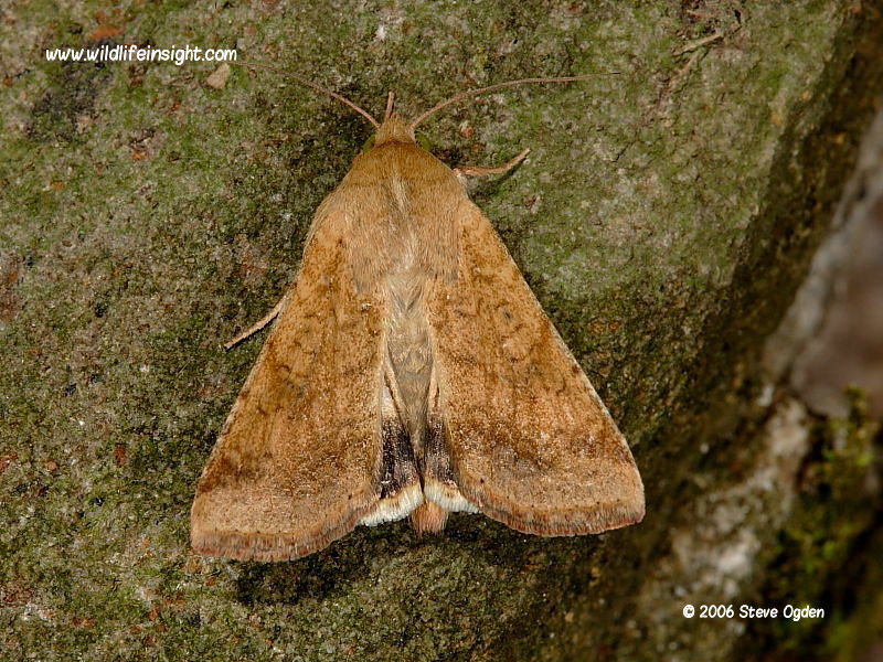 Scarce Bordered Straw moth reared from caterpillars imported on carnations © 2006 Steve Ogden