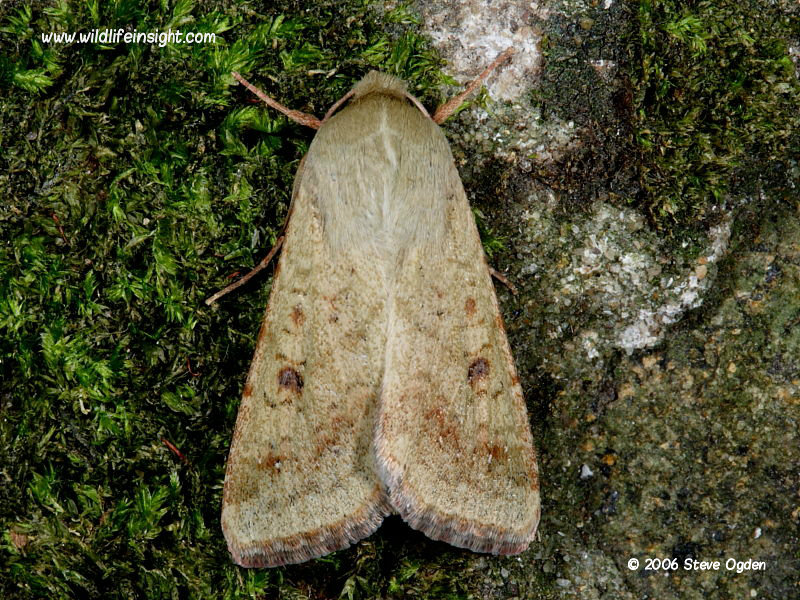 Scarce Bordered Straw moth - unusual form reared from caterpillars imported on carnations © 2006 Steve Ogden
