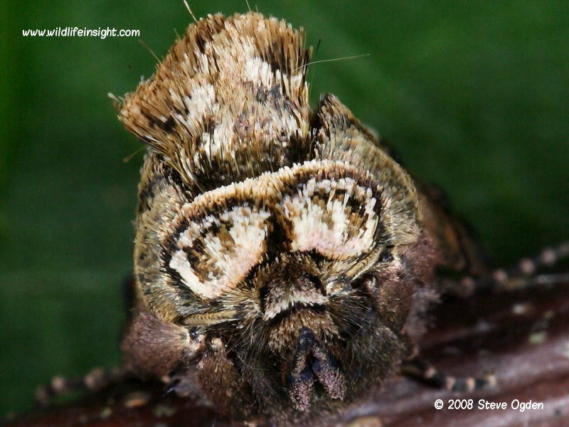 Head on view of Spectacle Moth (Abrostola tripartita) © 2008 Steve Ogden