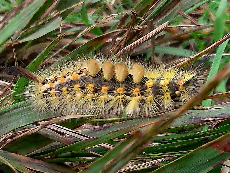 This yellow form of Vapourer Moth caterpillar was recorded on Pendeen Moors in south west Cornwall by K. Lowry in September.