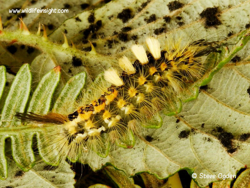 A yellow form of Vapourer Moth caterpillar recorded at Rosemullion Head in south west Cornwall in September -phots Steve Ogden