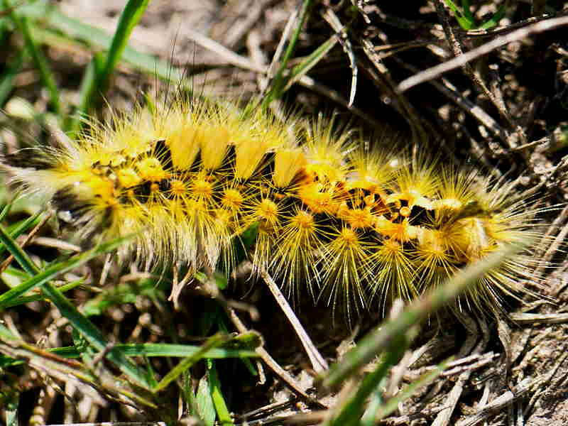 A yellow form of Vapourer Moth caterpillar recorded at West Pentire, south west Cornwall by A. Blandford in September.