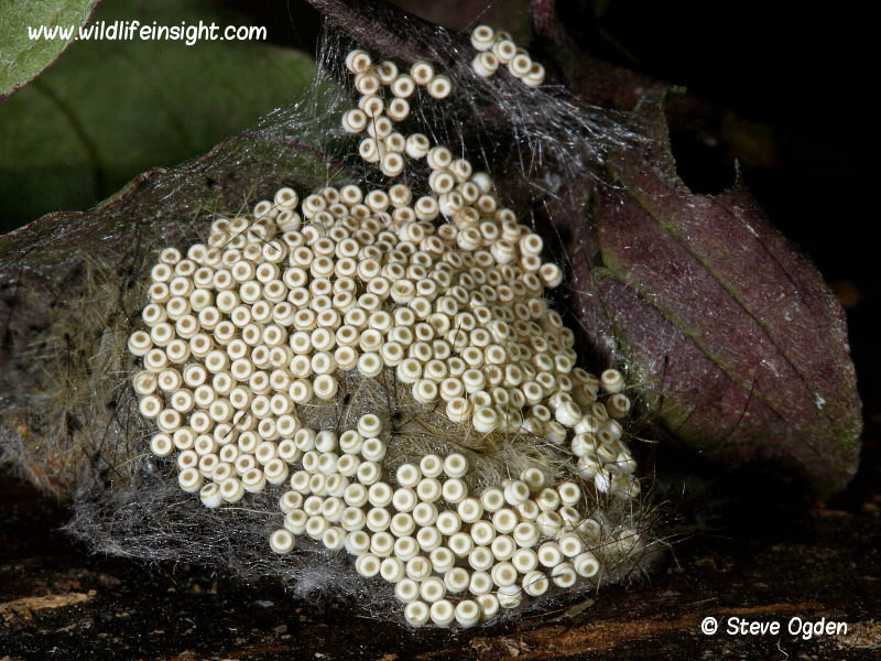 Vapourer Moth eggs laid on the female's cocoon - photo Steve Ogden.