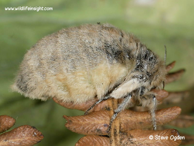 Female Vapourer moth (Orgyia antiqua) © 2014 Steve Ogden