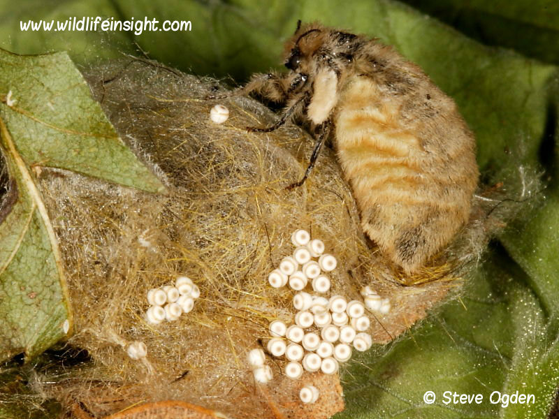 Female Vapourer Moth laying eggs - photo Steve Ogde