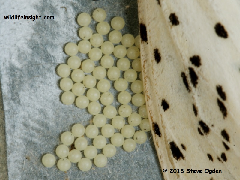 White Ermine (Spilosoma lubricipeda) laying eggs © 2018 Steve Ogden