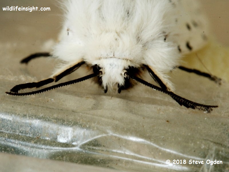 White Ermine female (Spilosoma lubricipeda)  © 2018 Steve Ogden
