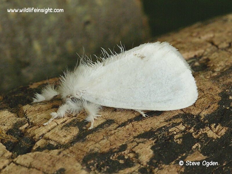 yellow-tail moth (Euproctis similis) female © 2010 Steve Ogden